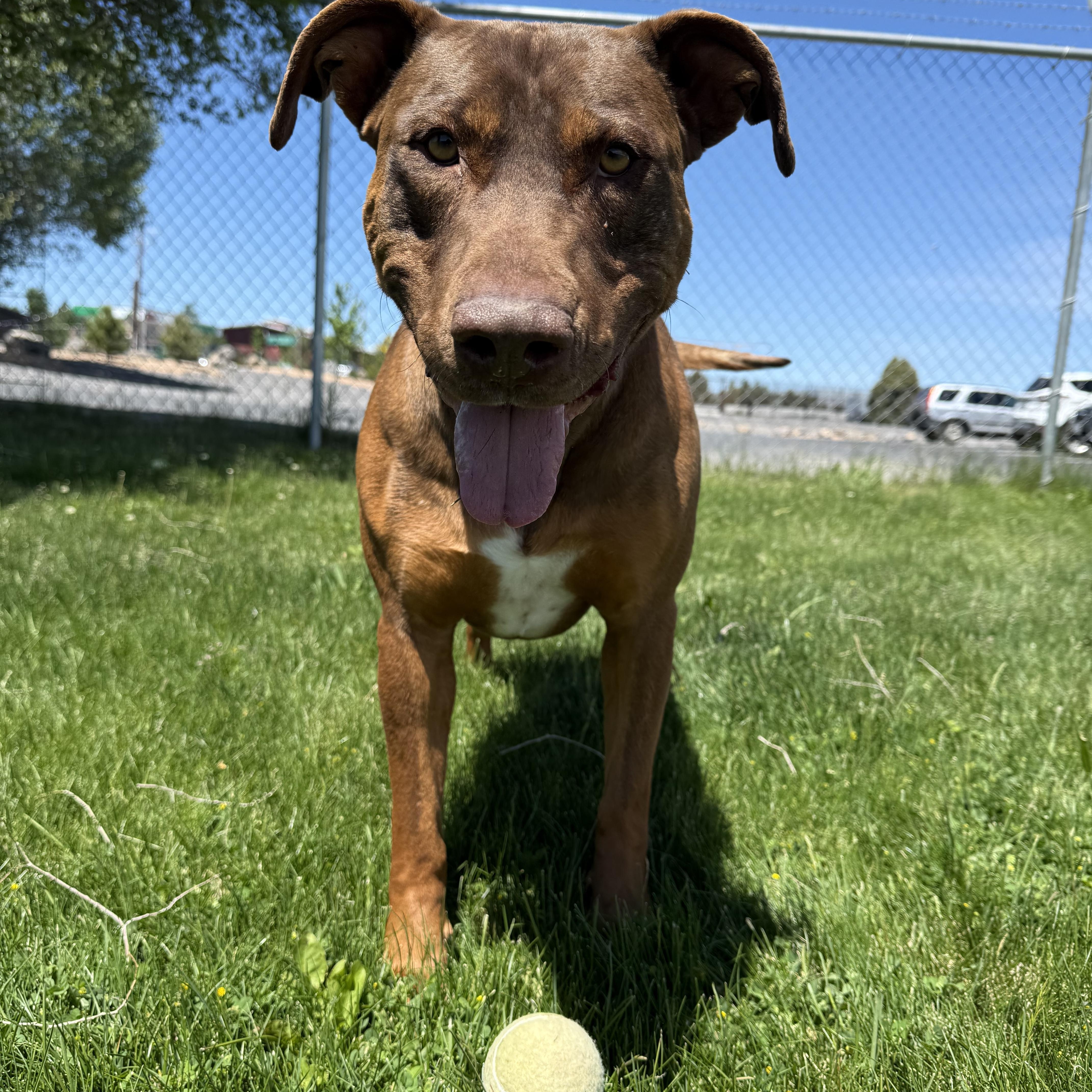 Roofis, a ADOPTABLE mixed breed in Prineville, OR image 4/6