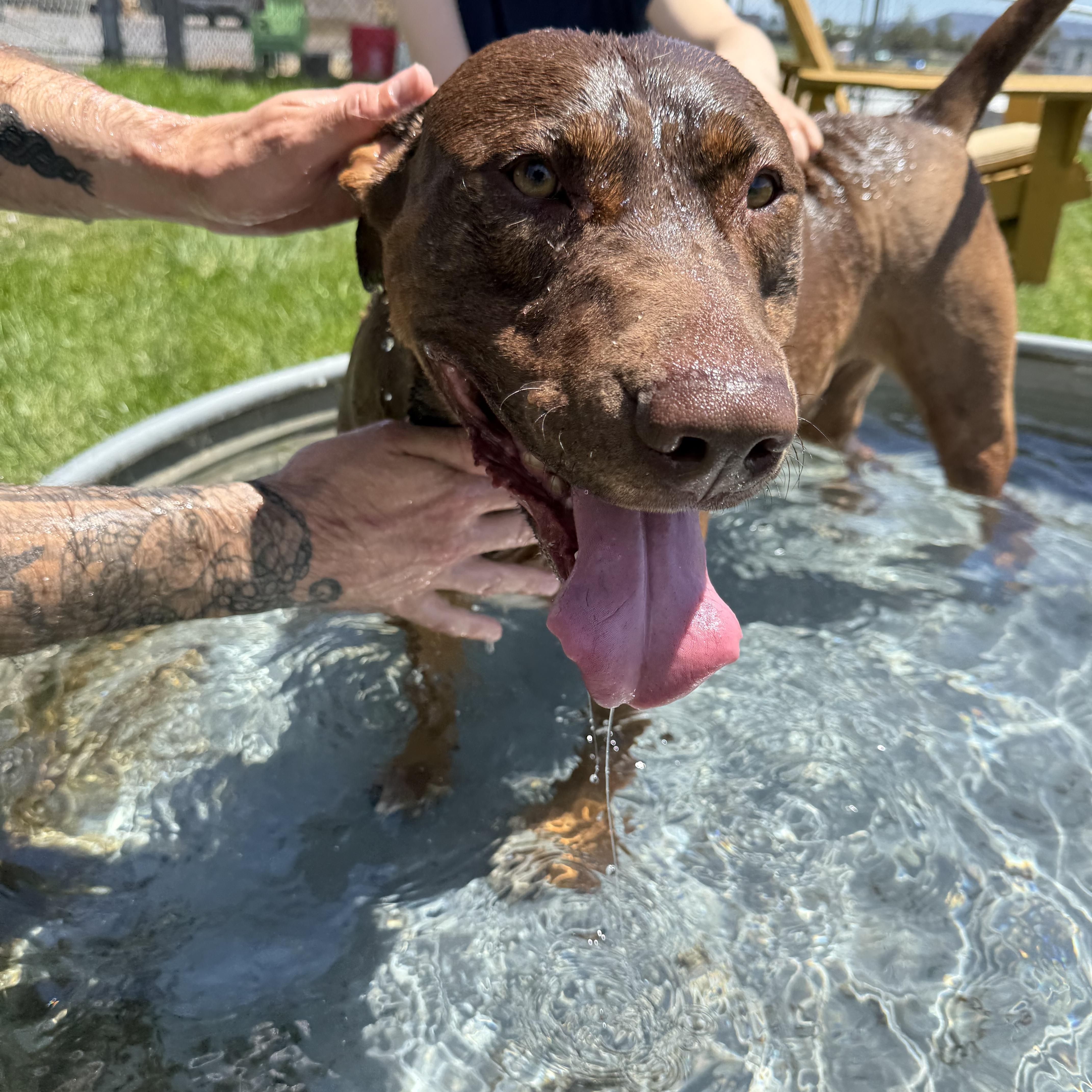 Enlarge Roofis, a ADOPTABLE mixed breed in Prineville, OR image 6/6