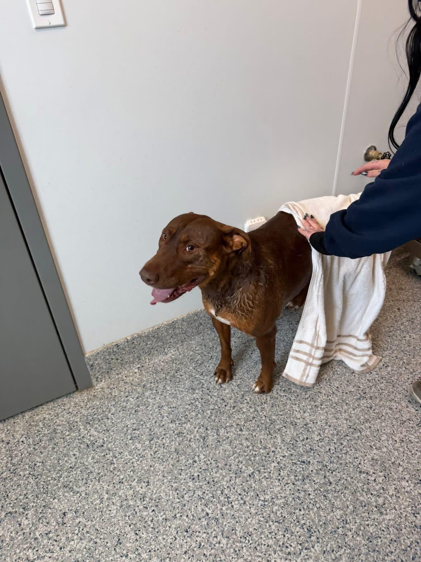 Roofis, a ADOPTABLE mixed breed in Prineville, OR image 6/6