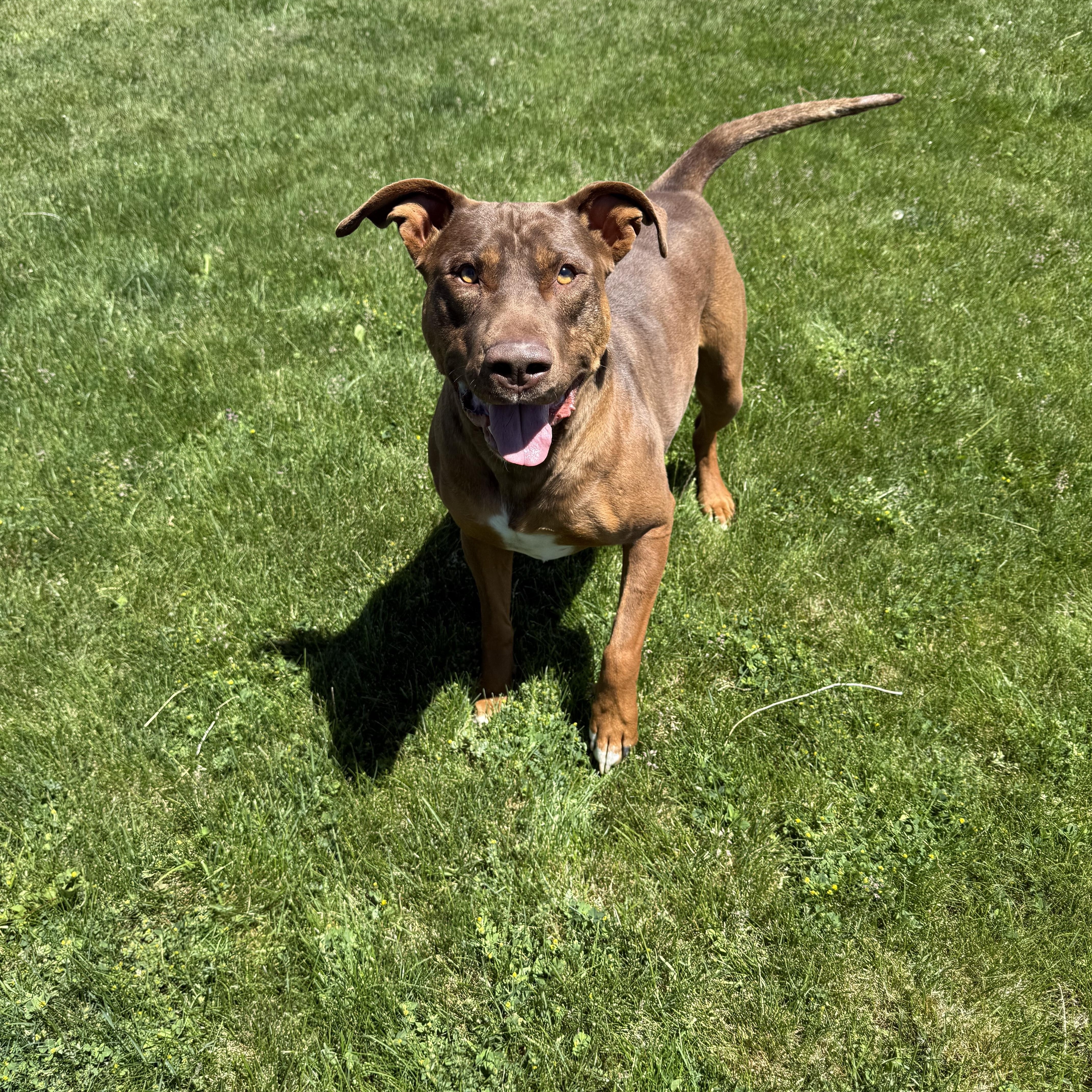 Roofis, a ADOPTABLE mixed breed in Prineville, OR image 1/6