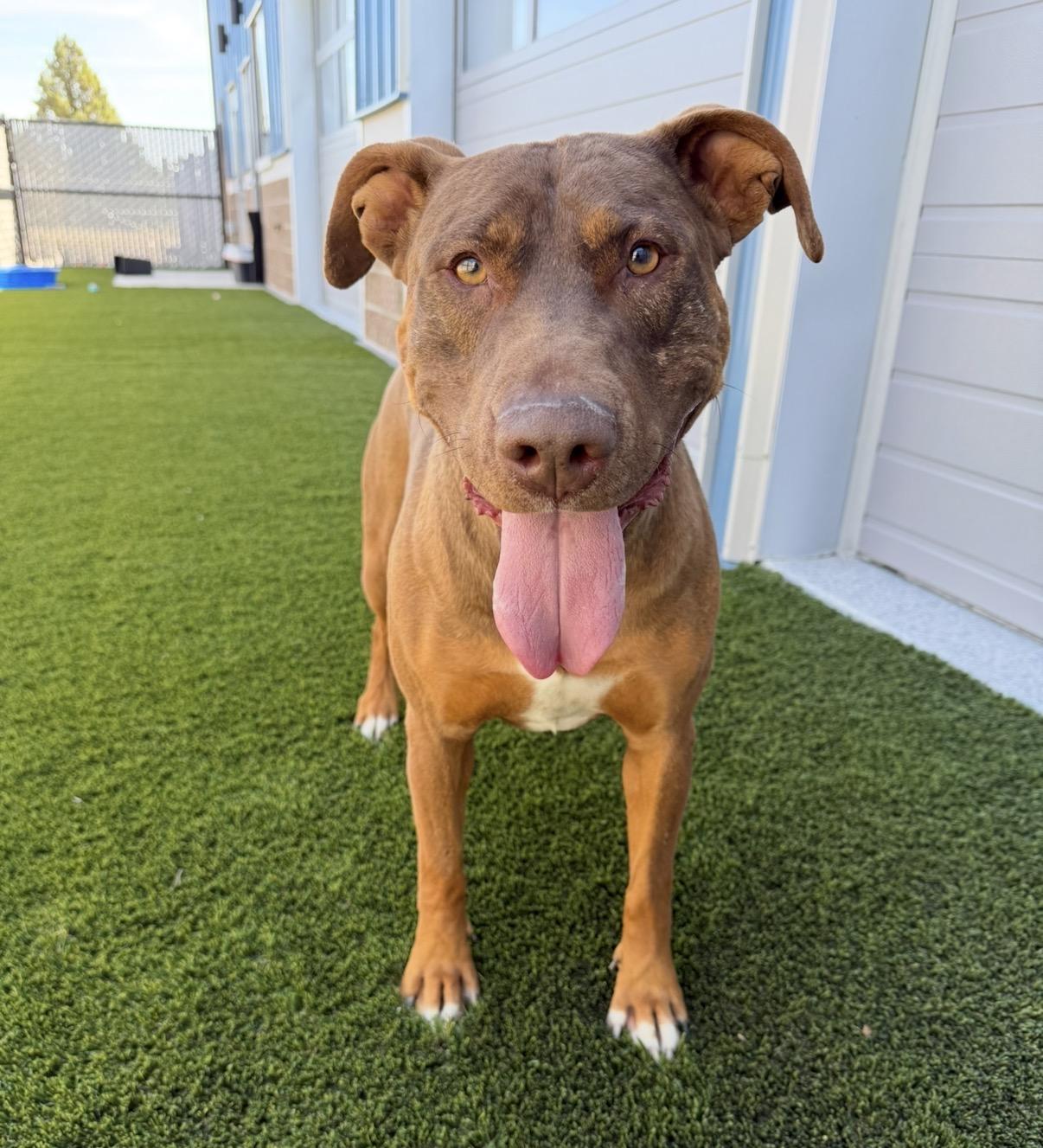 Enlarge Roofis, a ADOPTABLE mixed breed in Prineville, OR image 1/6