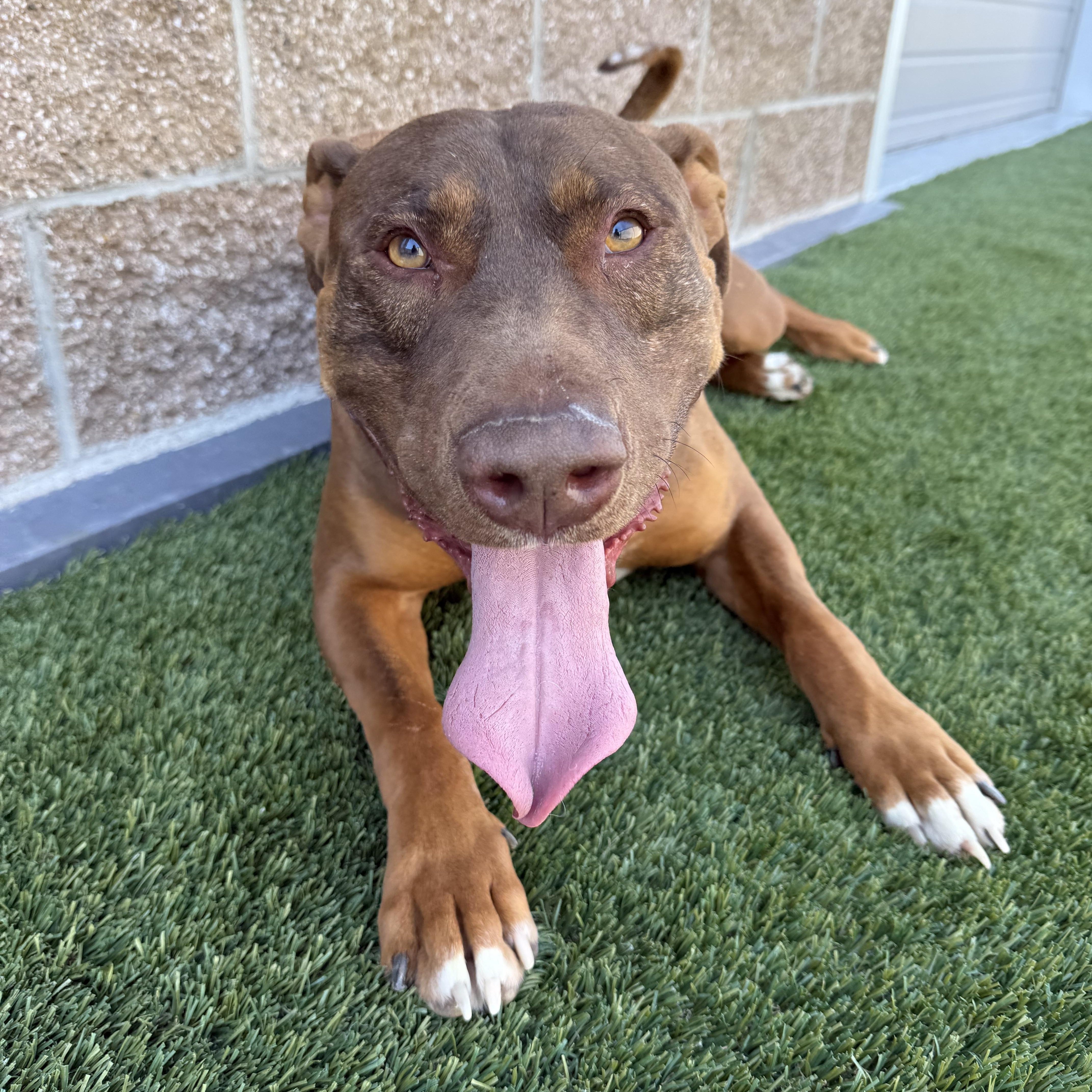 Enlarge Roofis, a ADOPTABLE mixed breed in Prineville, OR image 3/6