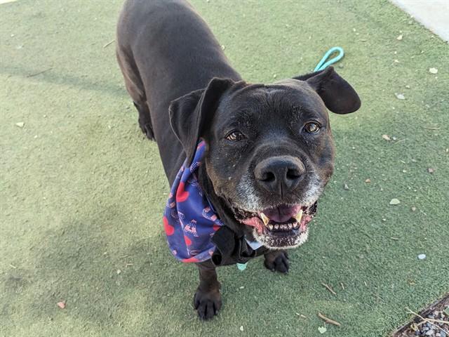 MISSY, Adoptable, Adult Female Cane Corso.