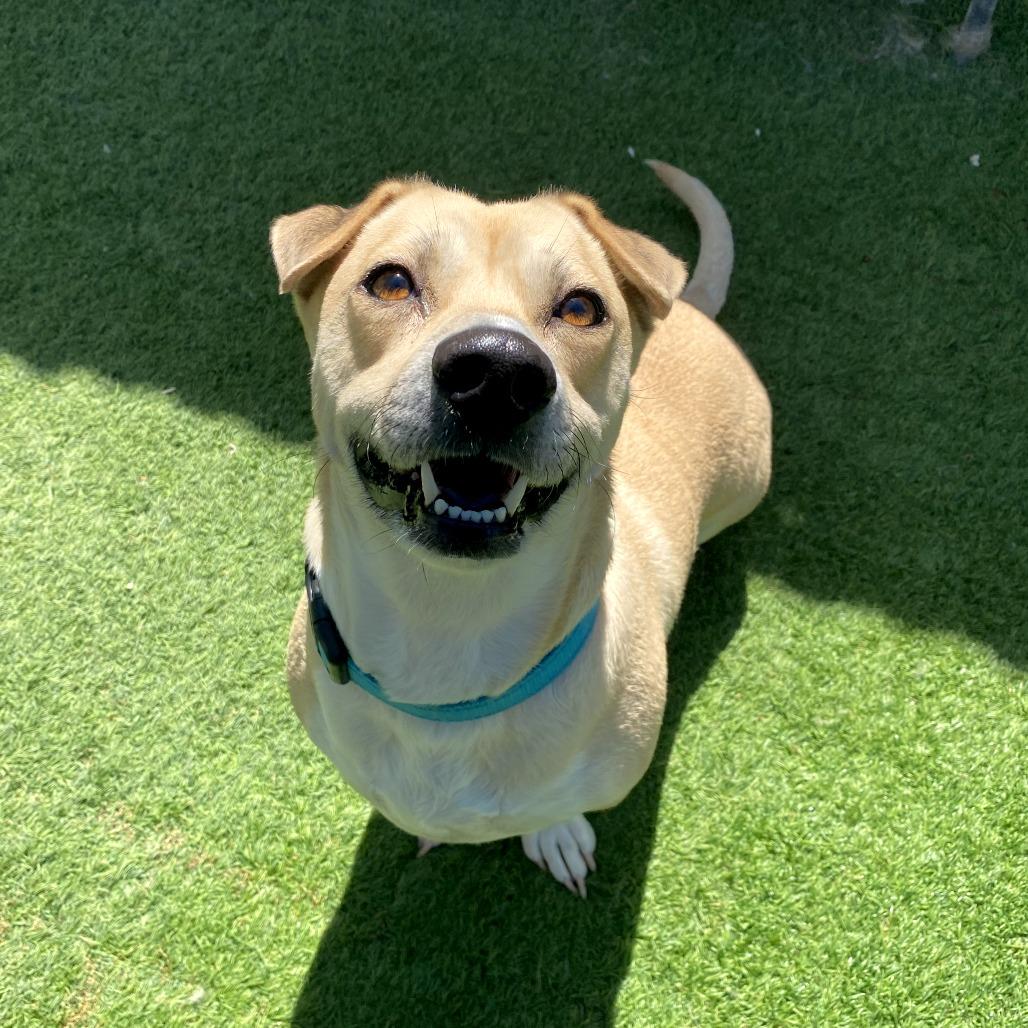 Sadie, Adoptable, Adult Female Dachshund & Pit Bull Terrier.