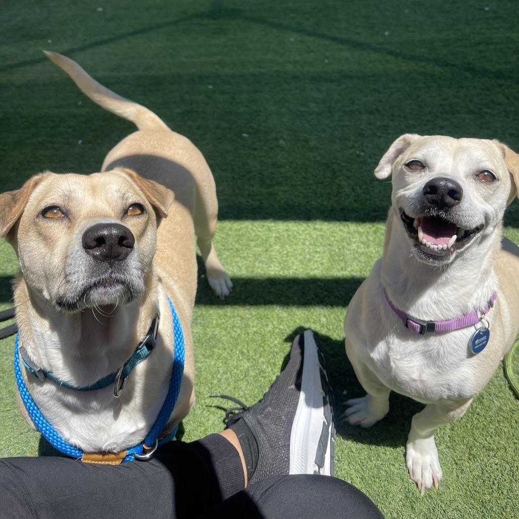 Enlarge Sadie, a Adoptable mixed breed in Tempe, AZ image 2/6