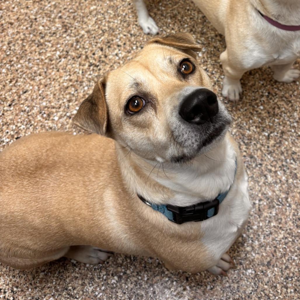 Enlarge Sadie, a Adoptable mixed breed in Tempe, AZ image 3/6