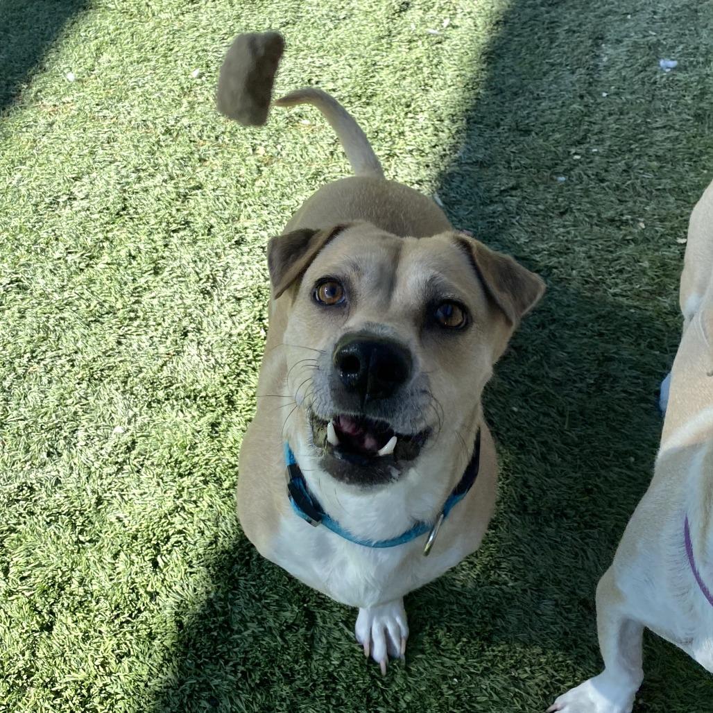 Enlarge Sadie, a Adoptable mixed breed in Tempe, AZ image 4/6