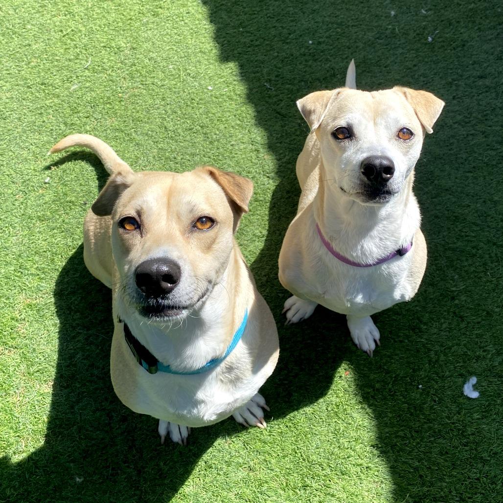 Enlarge Sadie, a Adoptable mixed breed in Tempe, AZ image 5/6