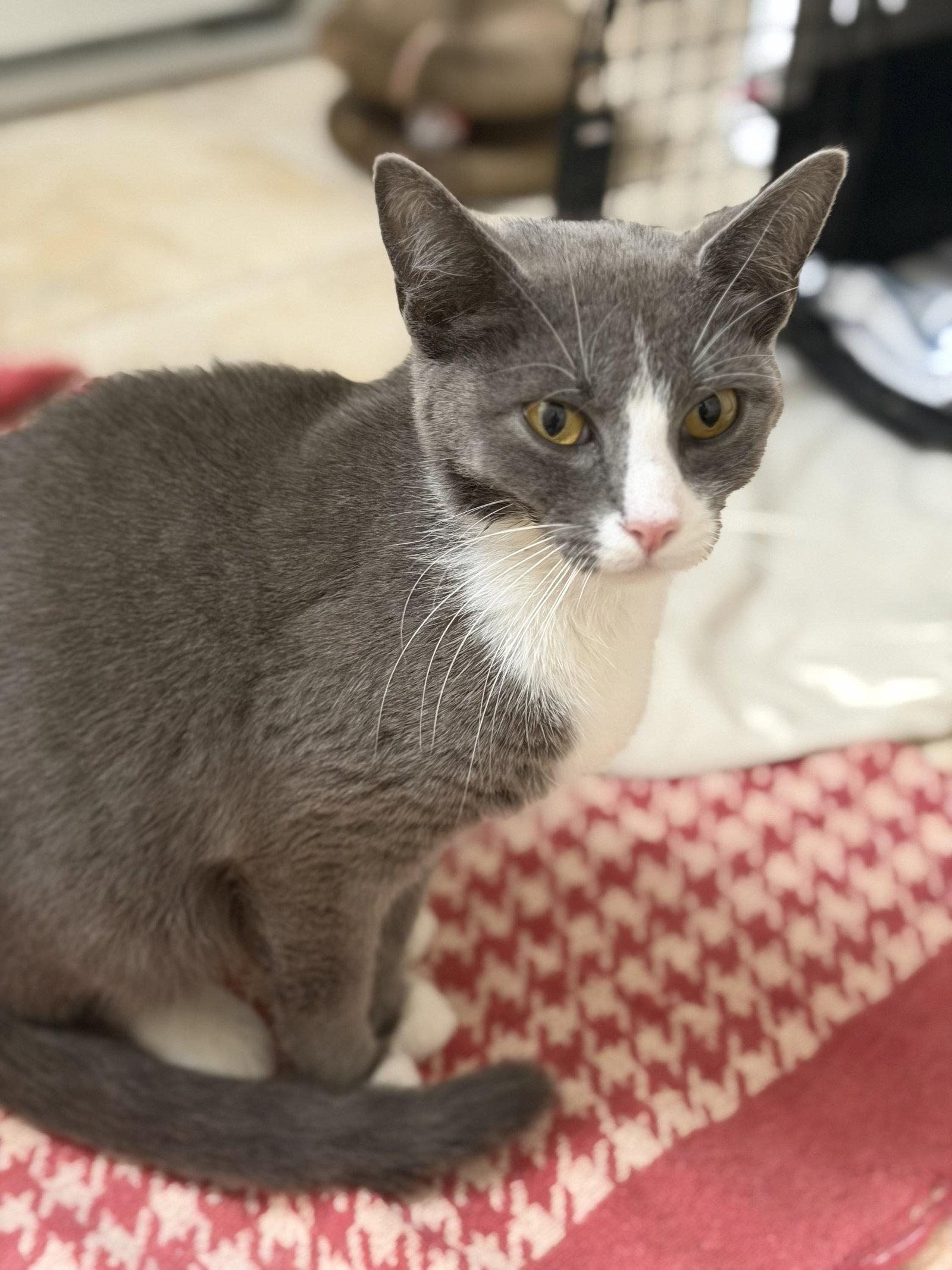 Boss Baby, Adoptable, Young Female Domestic Short Hair.