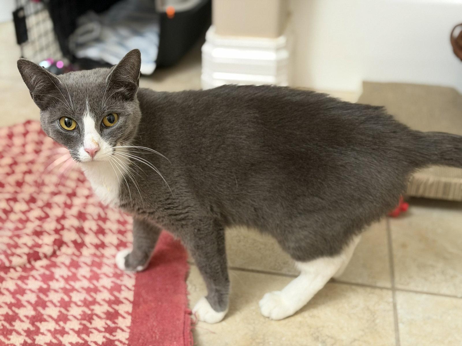 Enlarge Boss Baby, a Adoptable Domestic Short Hair in Crossville, TN image 2/3
