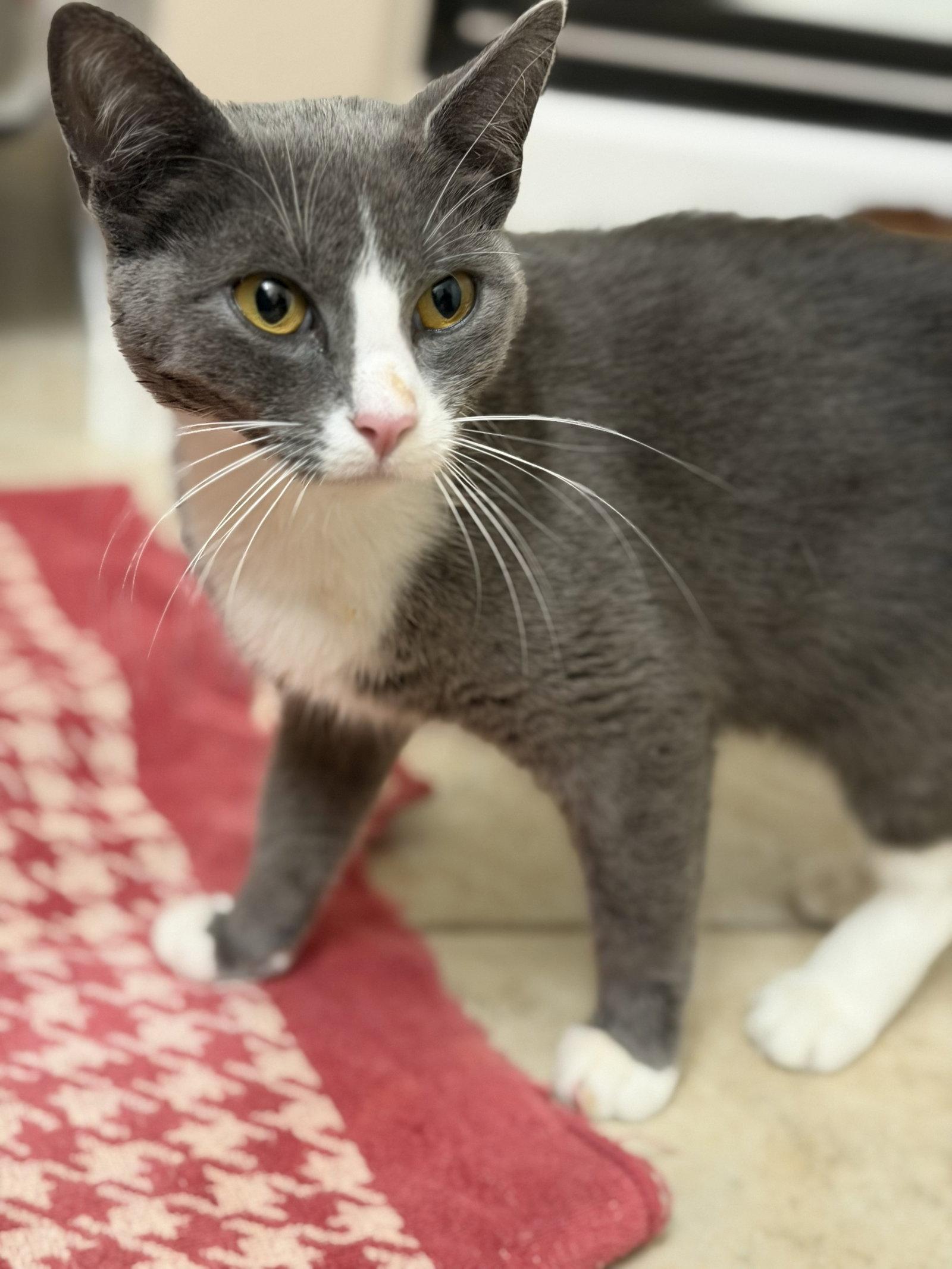 Enlarge Boss Baby, a Adoptable Domestic Short Hair in Crossville, TN image 3/3