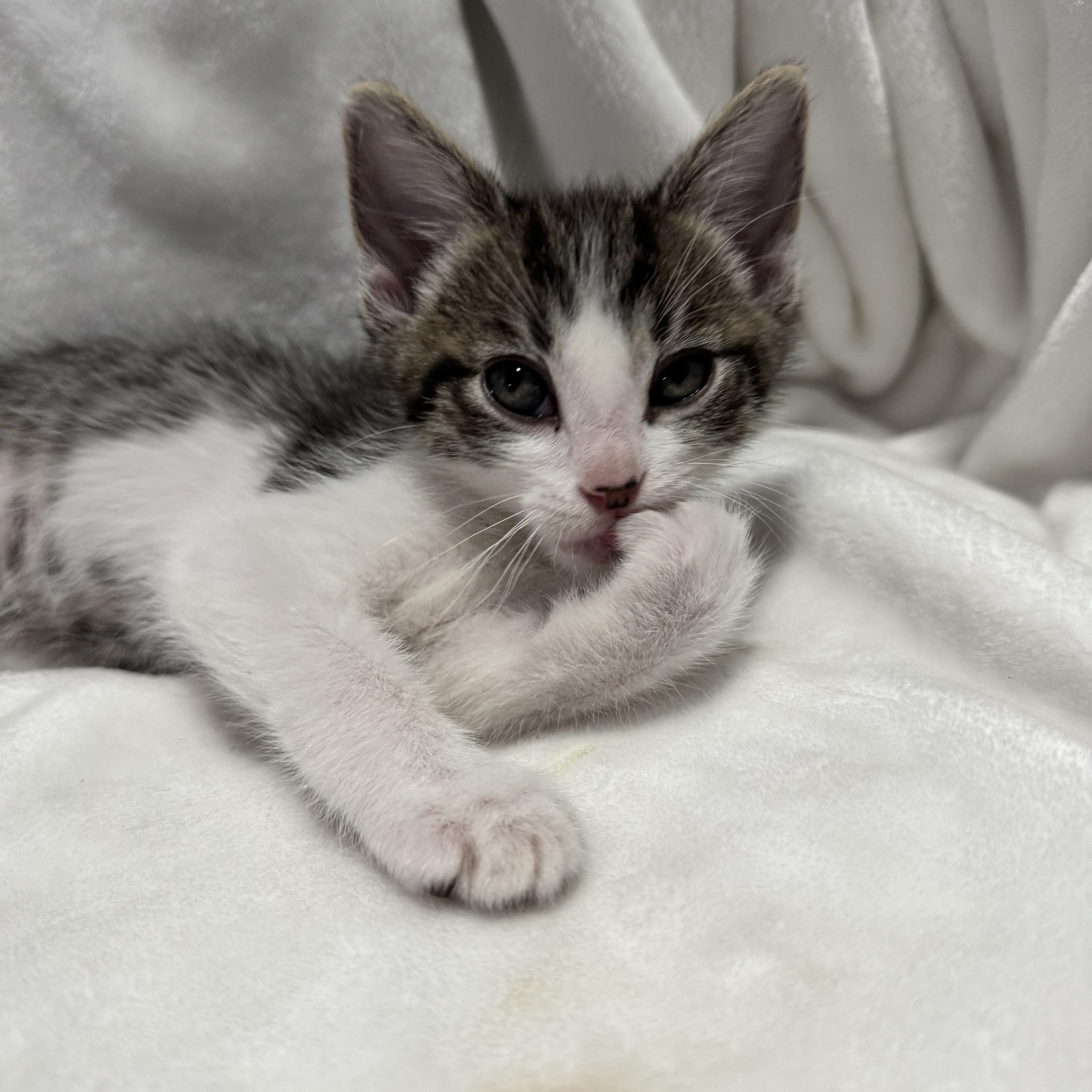 Rover ***Foster Family in Vancouver, WA***, Baby Male Domestic Short Hair