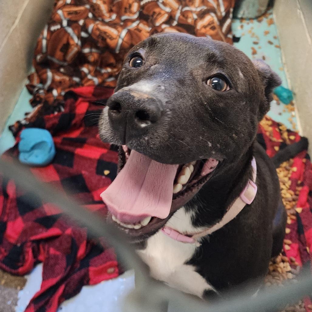 SixSeven, Adoptable, Young Male Mixed Breed.