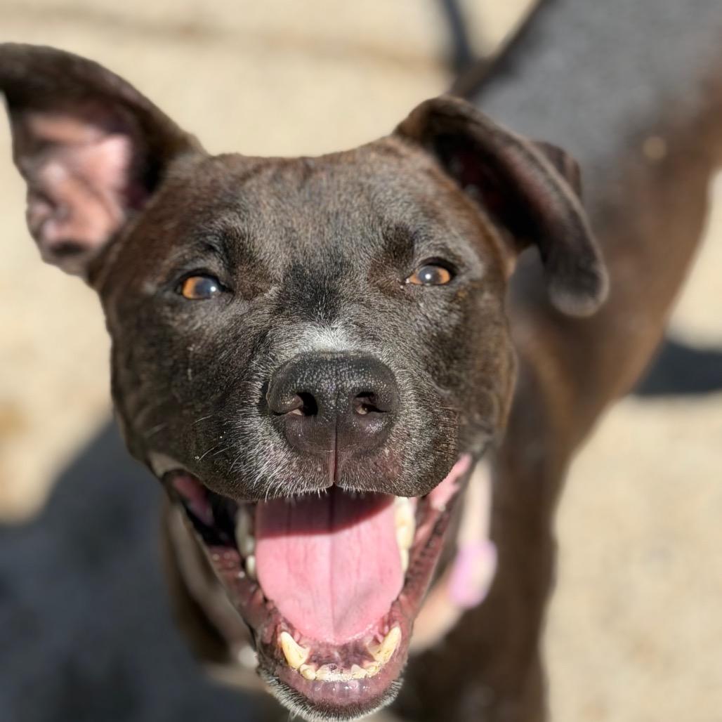Enlarge SixSeven, a Adoptable Mixed Breed in Charleston, WV image 2/3