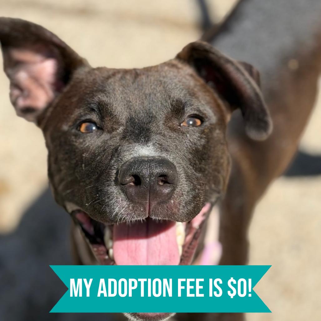 Enlarge SixSeven, a Adoptable Mixed Breed in Charleston, WV image 3/3