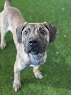 Hubert — thumbnail 2