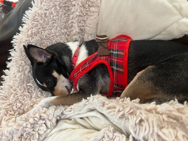 Ava, Adopted, Adult Female Toy Fox Terrier & Chihuahua.