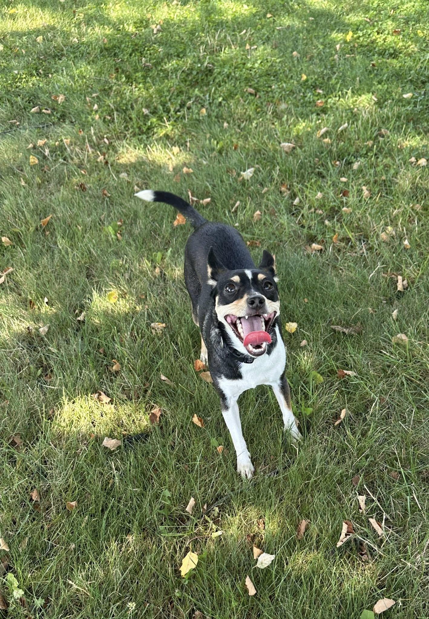 Enlarge Ava, a Adopted mixed breed in Mentor, OH image 4/4