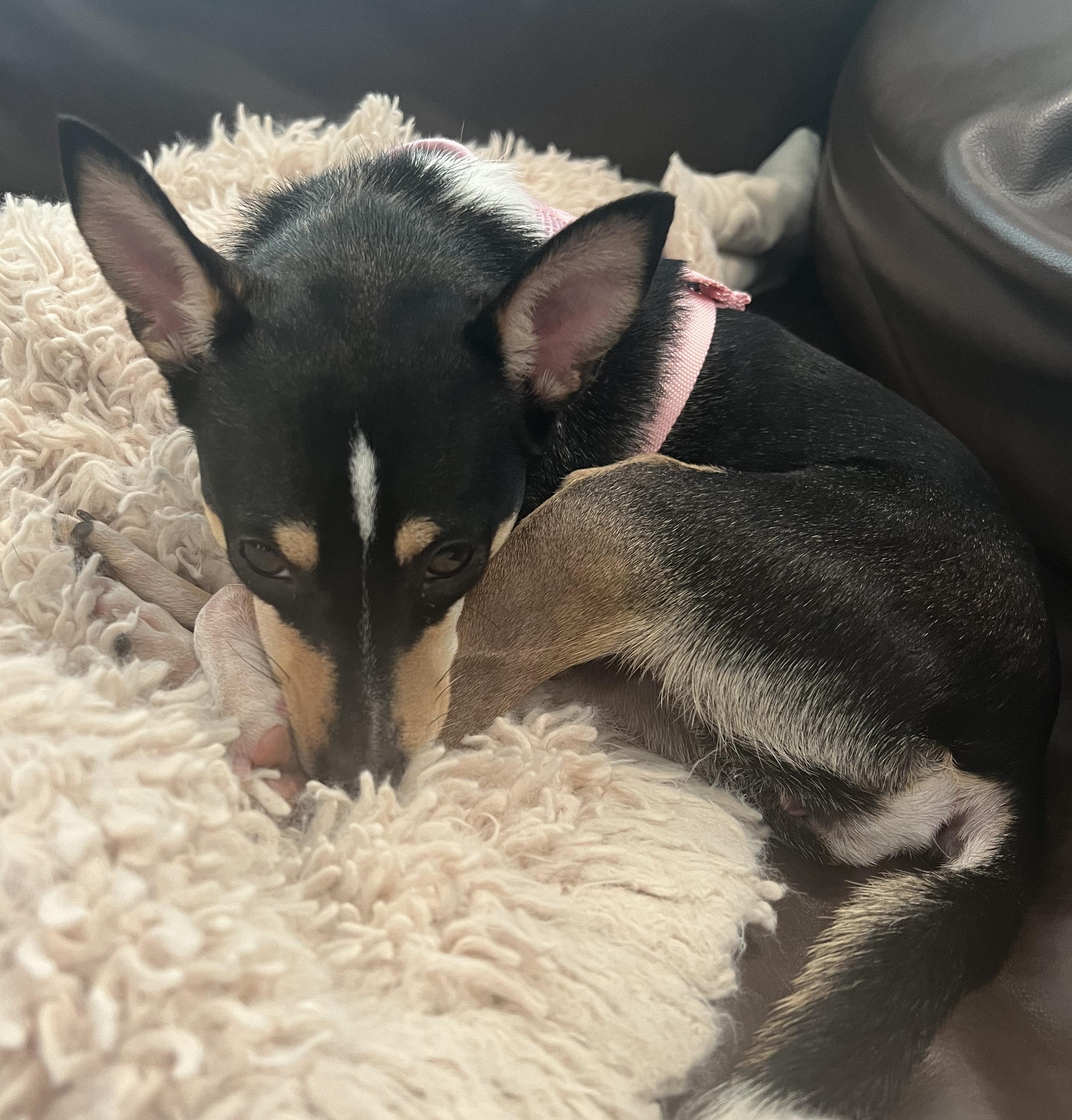 Enlarge Ava, a Adopted mixed breed in Mentor, OH image 3/4