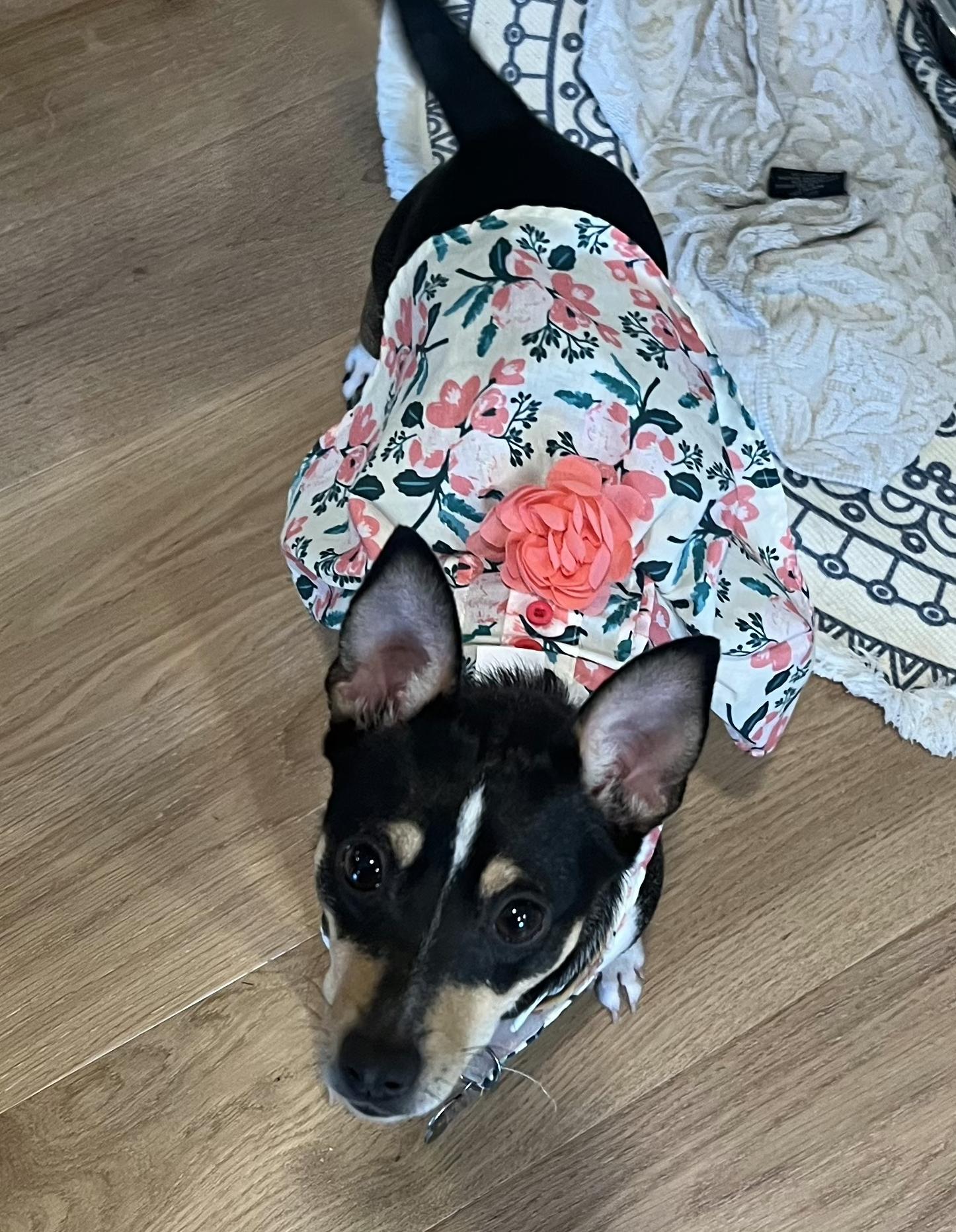 Enlarge Ava, a Adopted mixed breed in Mentor, OH image 2/4