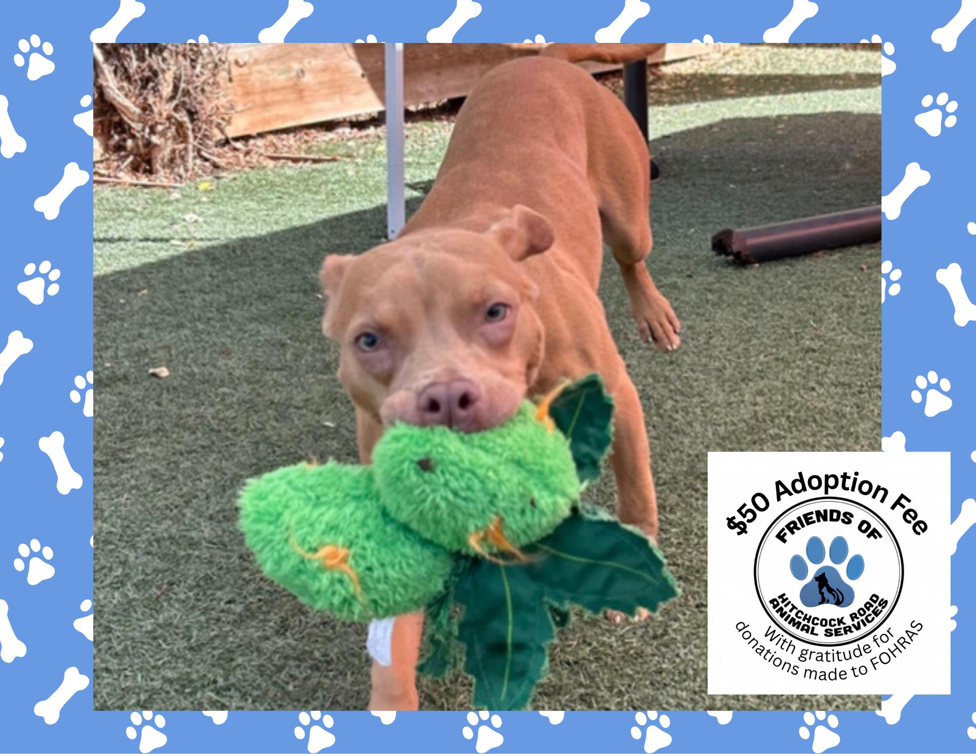 Enlarge Harmony, a Adoptable mixed breed in Salinas, CA image 1/2