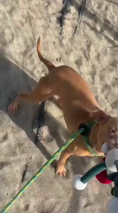 Enlarge Harmony, a Adoptable mixed breed in Salinas, CA video 2/2