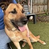 Ginger, adopted, Adult Female Shepherd.