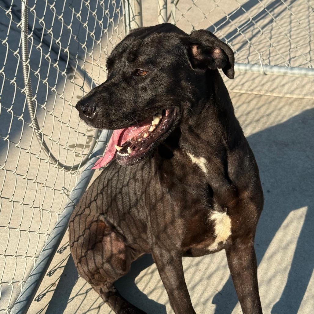 Enlarge Betty, a Adoptable Mixed Breed in Red House, WV image 1/3