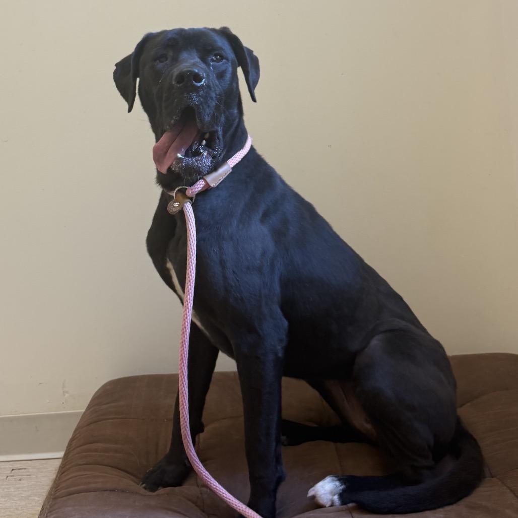 Enlarge Betty, a Adoptable Mixed Breed in Red House, WV image 2/3