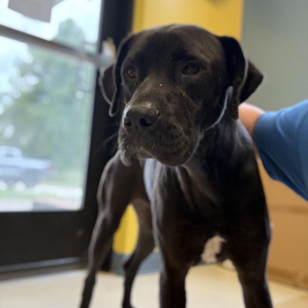 Enlarge Betty, a Adoptable Mixed Breed in Red House, WV image 3/3