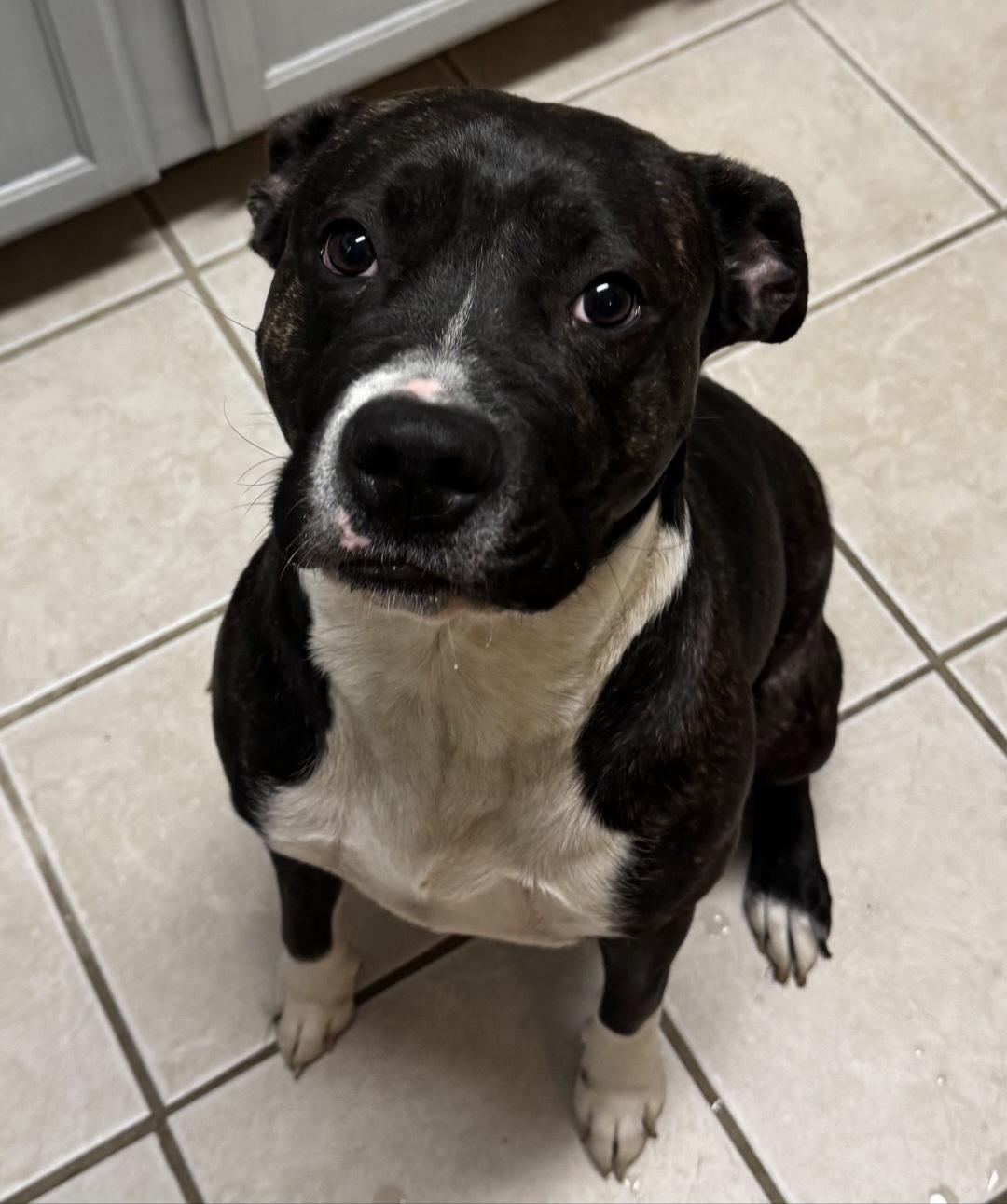 Phoebe - SCROLL TO TYPED BIO-NO CALLS, Adoptable, Young Female Pit Bull Terrier.