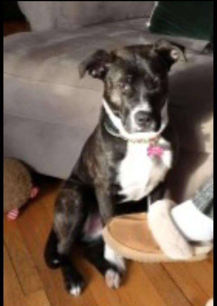 Phoebe - SCROLL TO TYPED BIO-NO CALLS, a Adoptable Pit Bull Terrier in Rockford, IL image 2/2