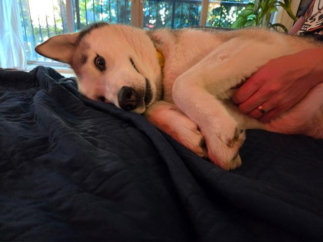 Laika, ADOPTABLE, Adult Female Siberian Husky.