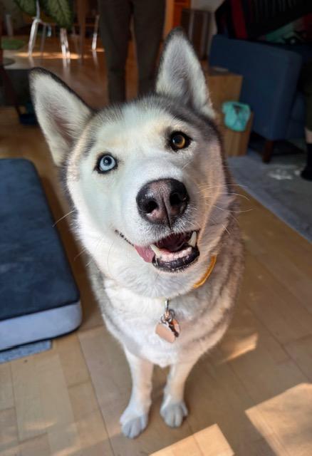 Laika, a ADOPTABLE Siberian Husky in Deer Park, WA image 4/4