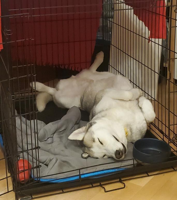 Laika, a ADOPTABLE Siberian Husky in Deer Park, WA image 2/4