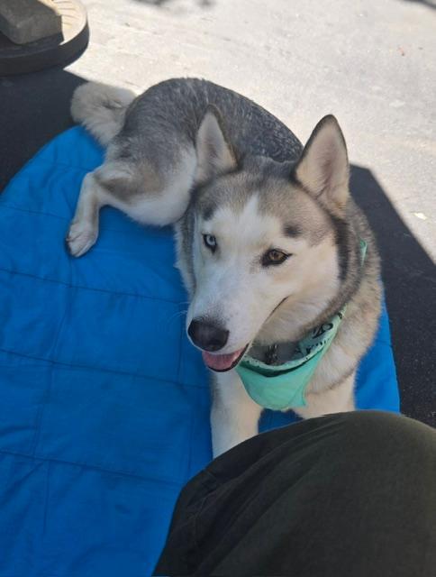 Laika, a ADOPTABLE Siberian Husky in Deer Park, WA image 3/4
