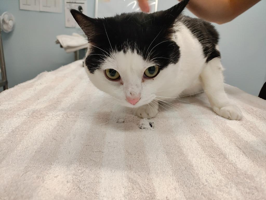 Good Soup, Adoptable, Adult Male Domestic Short Hair.