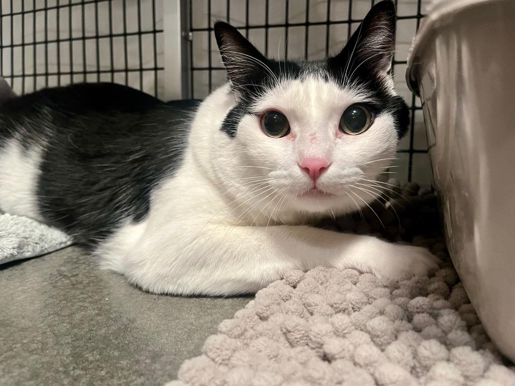 Enlarge Good Soup, a Adoptable mixed breed in Raleigh, NC image 2/2