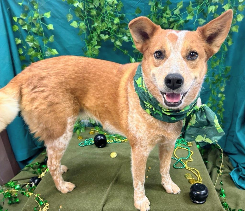 Vegas, Adoptable, Young Female Australian Cattle Dog / Blue Heeler.