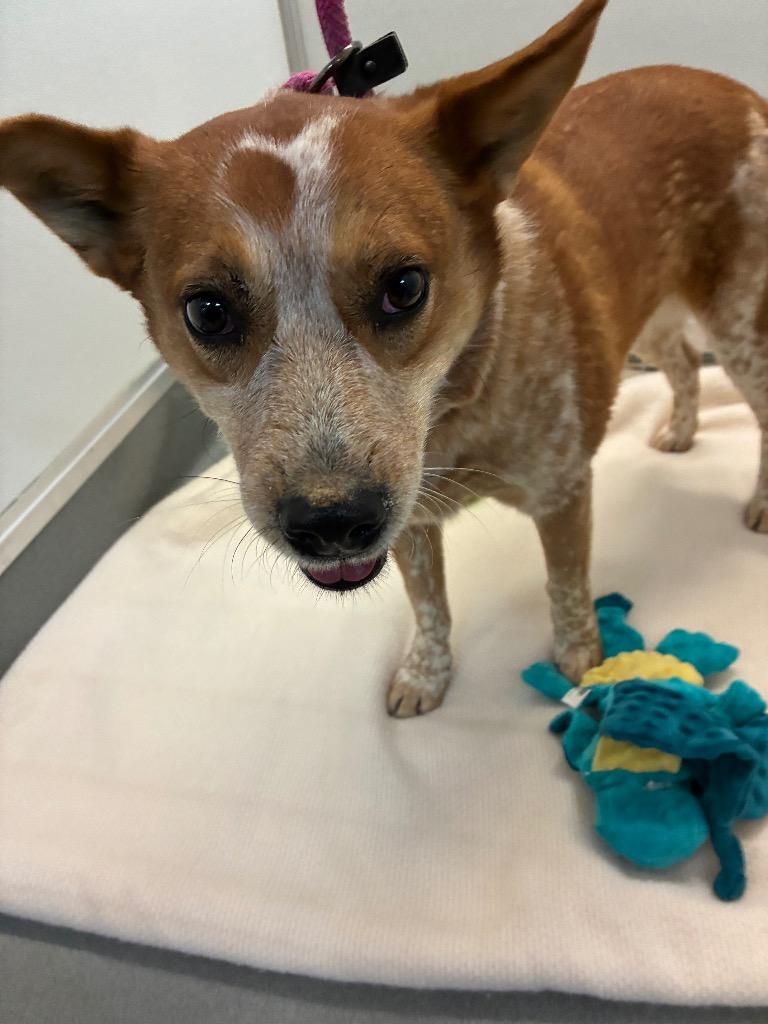 Vegas, a Adoptable Australian Cattle Dog / Blue Heeler in Bryant, AR image 2/3