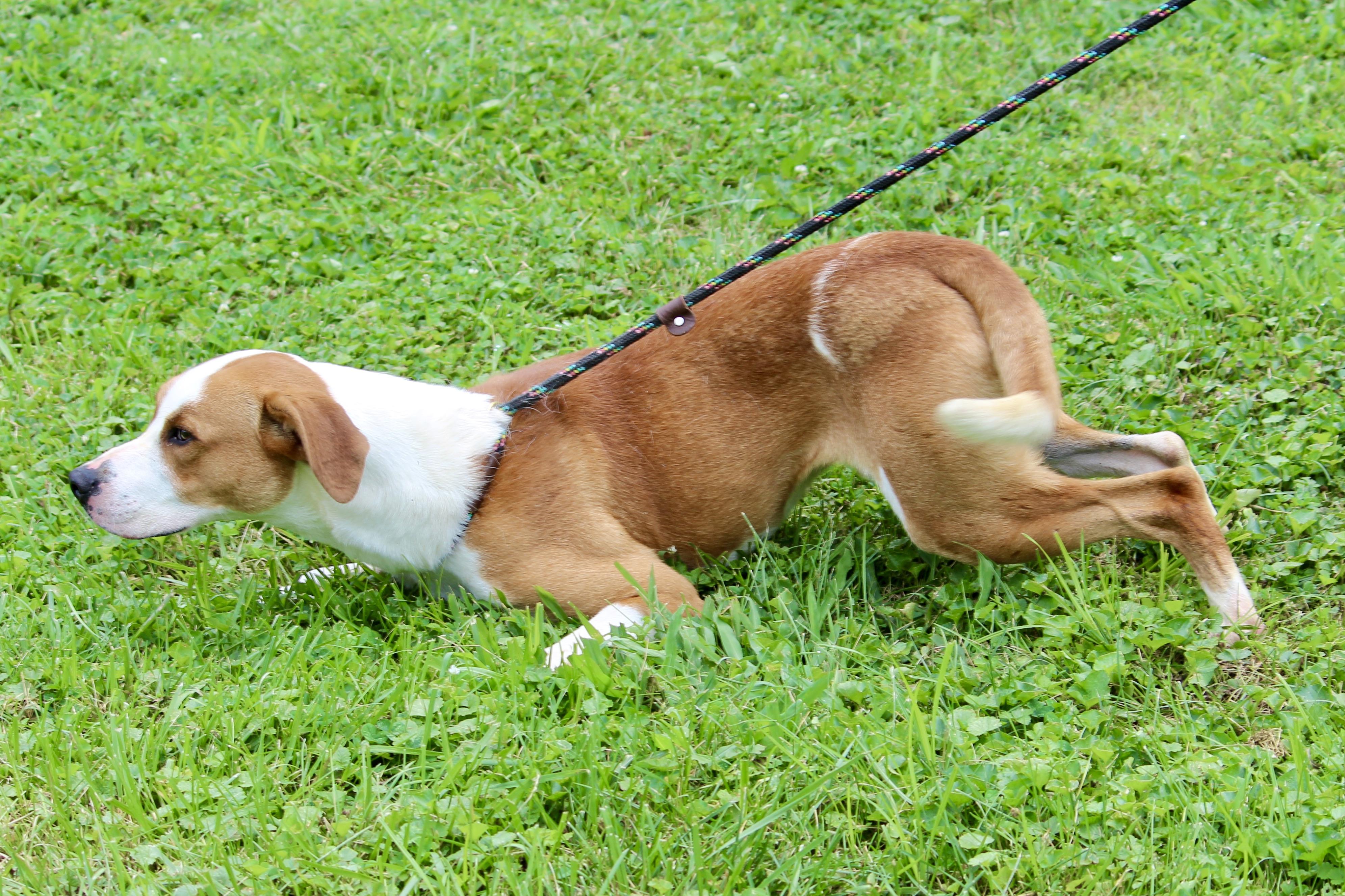 DWIGHT — thumbnail 4