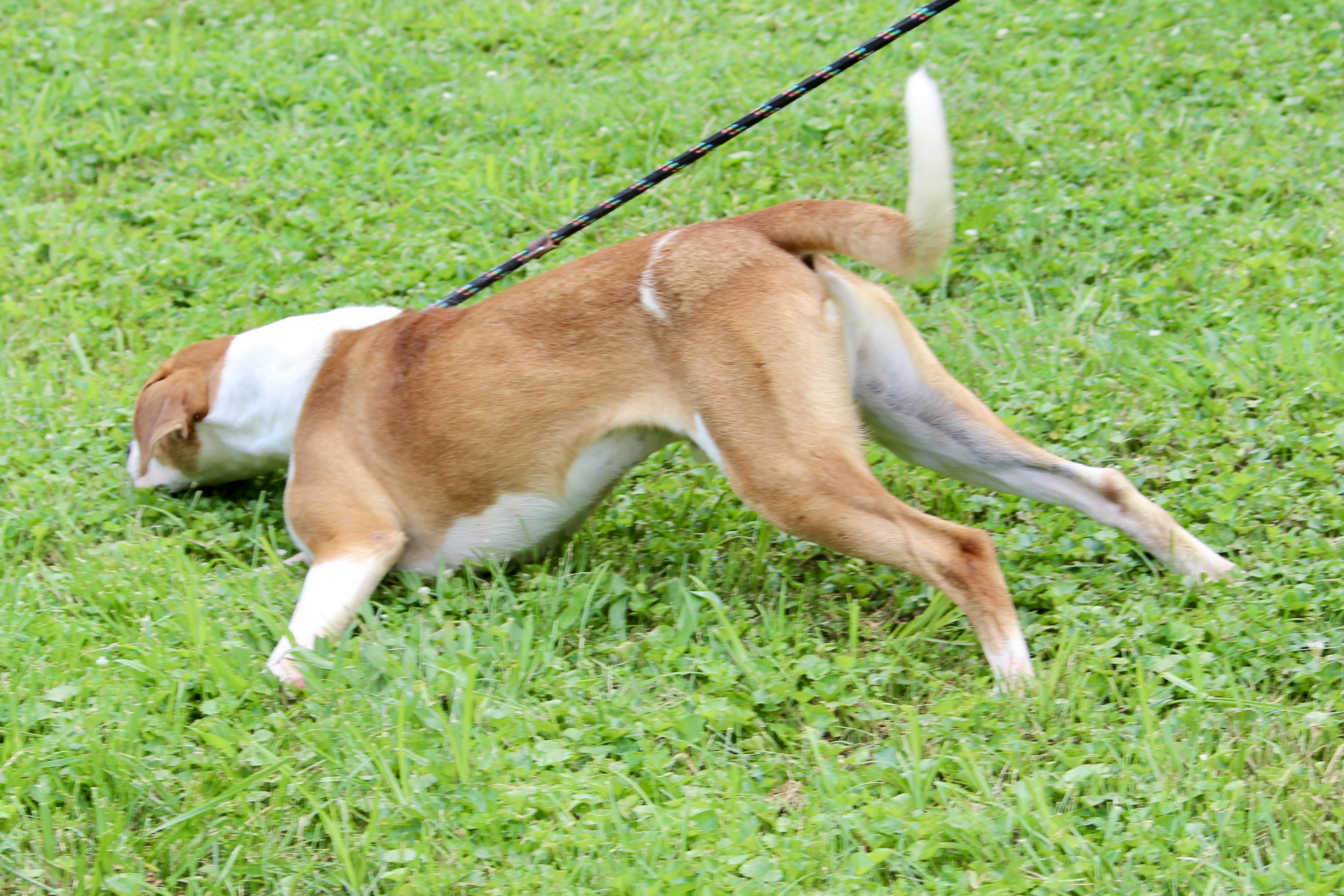 DWIGHT — thumbnail 5