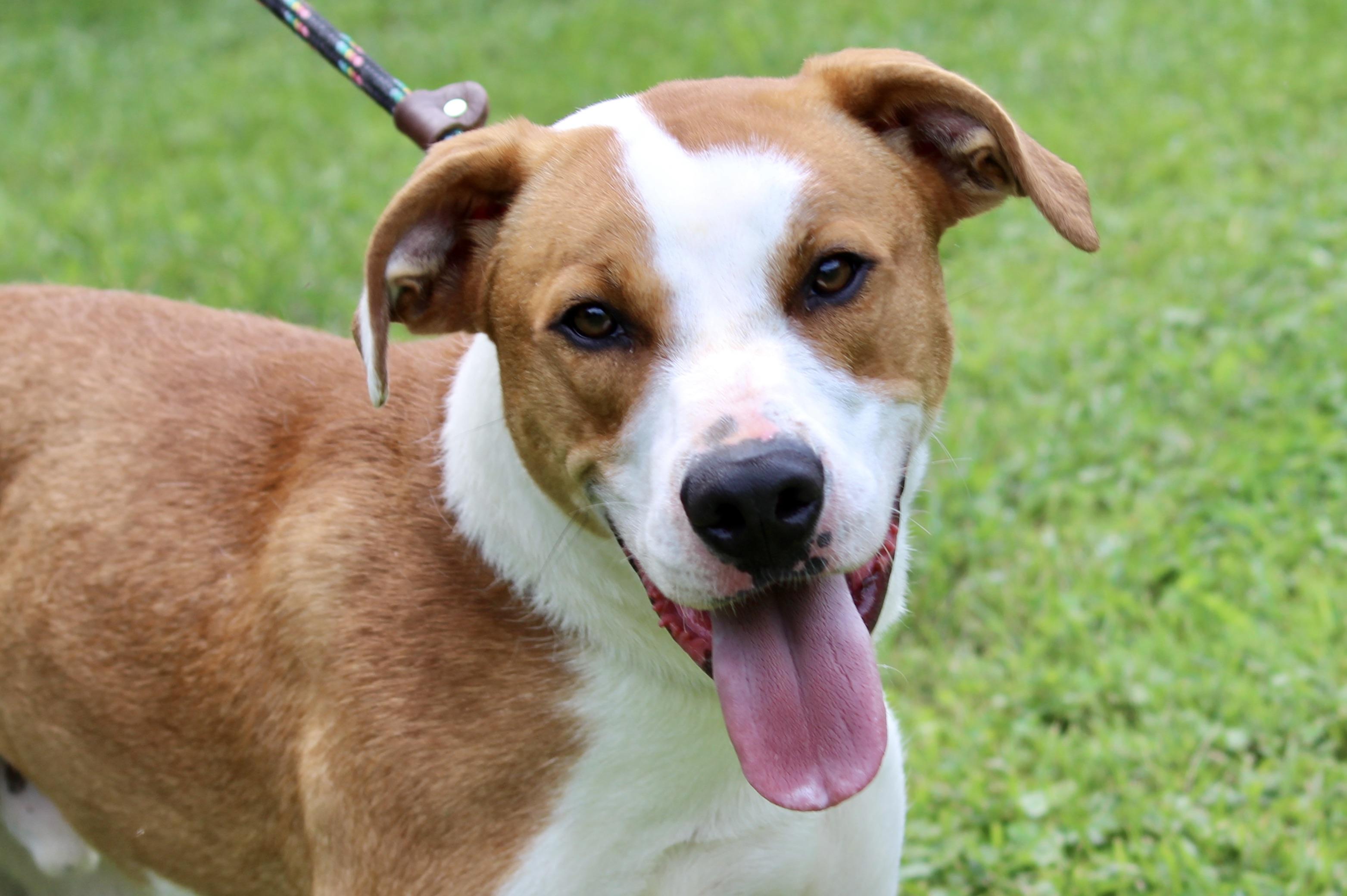 DWIGHT — thumbnail 6