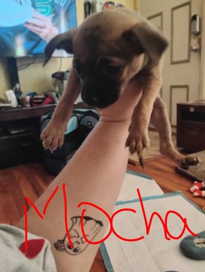Enlarge Mocha 50895, an adopted Mixed Breed in Oklahoma City, OK image 1/1