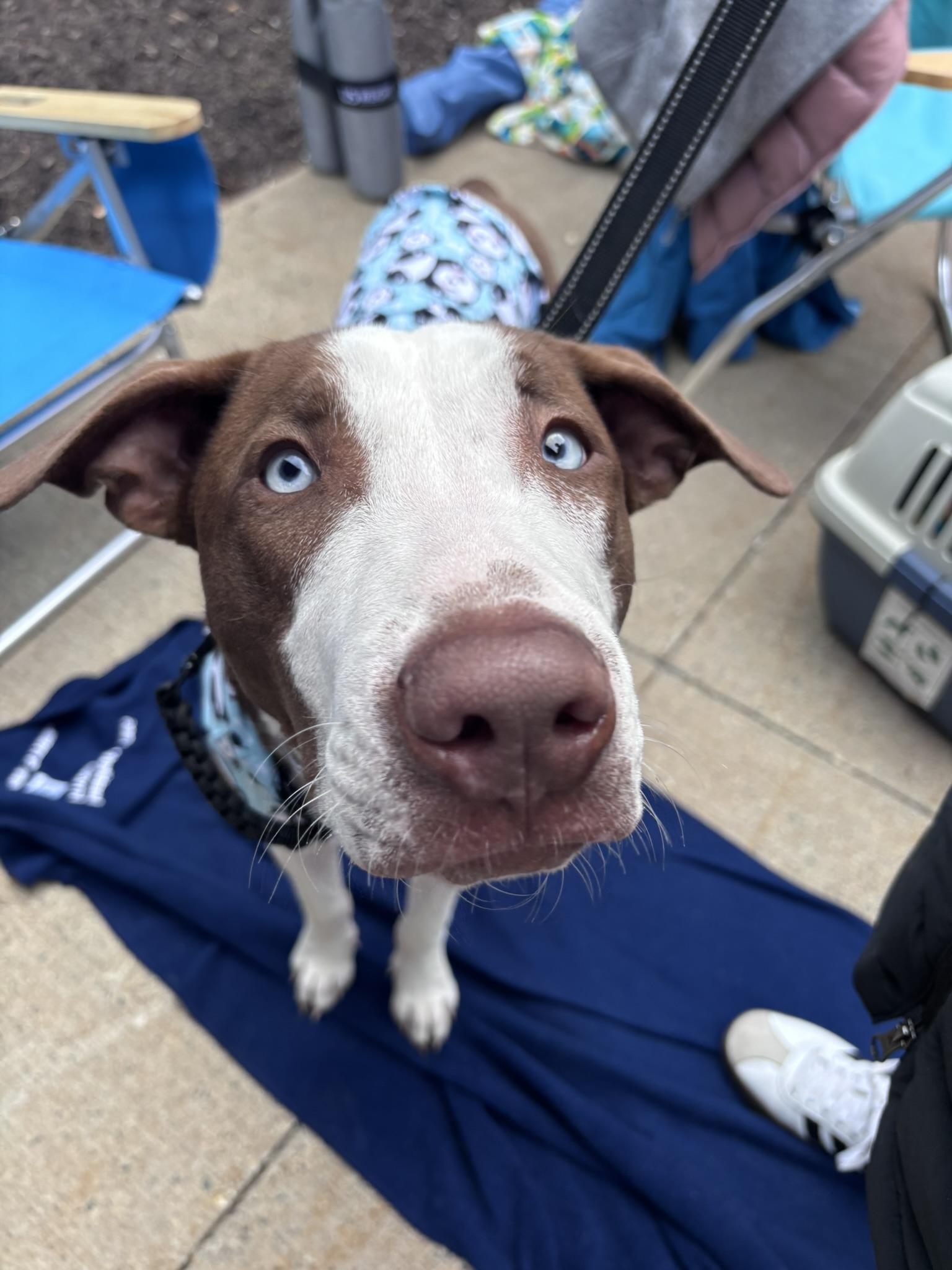Enlarge Moomba, a Adoptable mixed breed in Pembroke, MA image 5/6