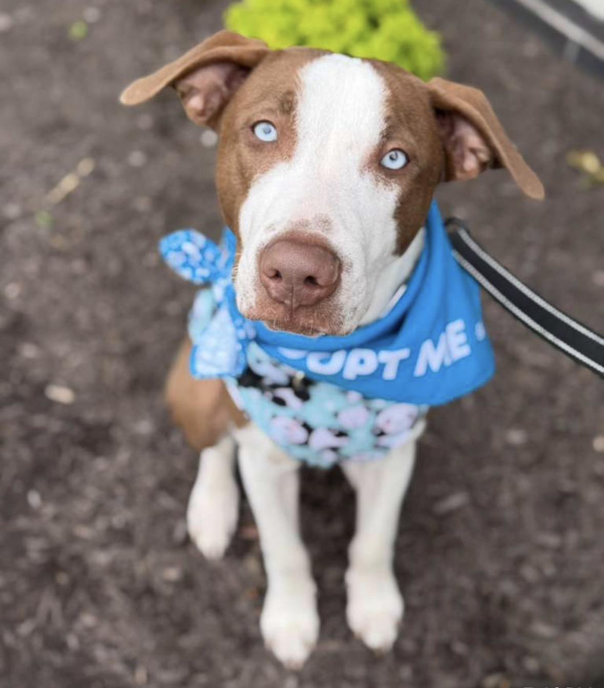 Enlarge Moomba, a Adoptable mixed breed in Pembroke, MA image 2/6