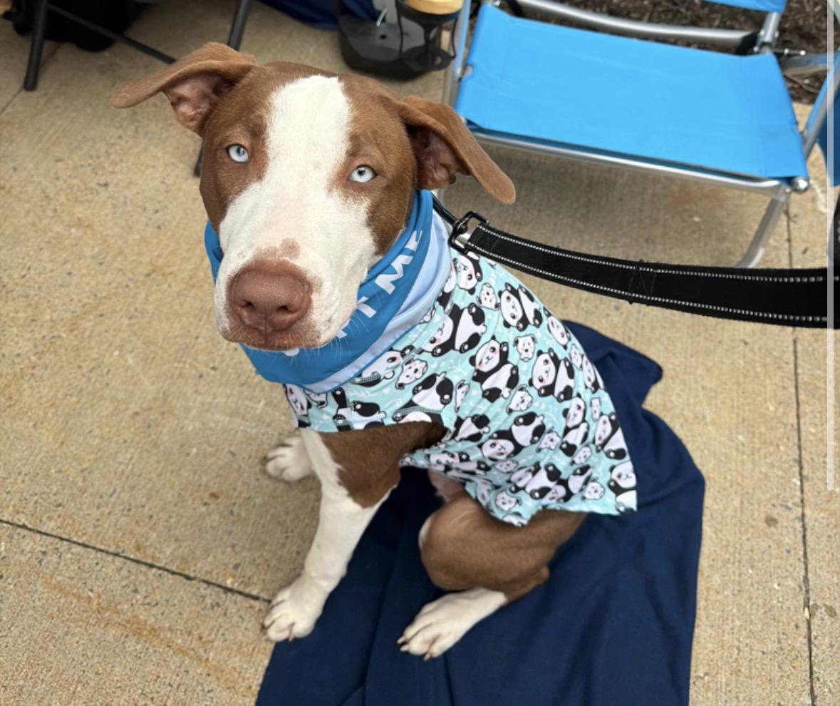 Enlarge Moomba, a Adoptable mixed breed in Pembroke, MA image 4/6