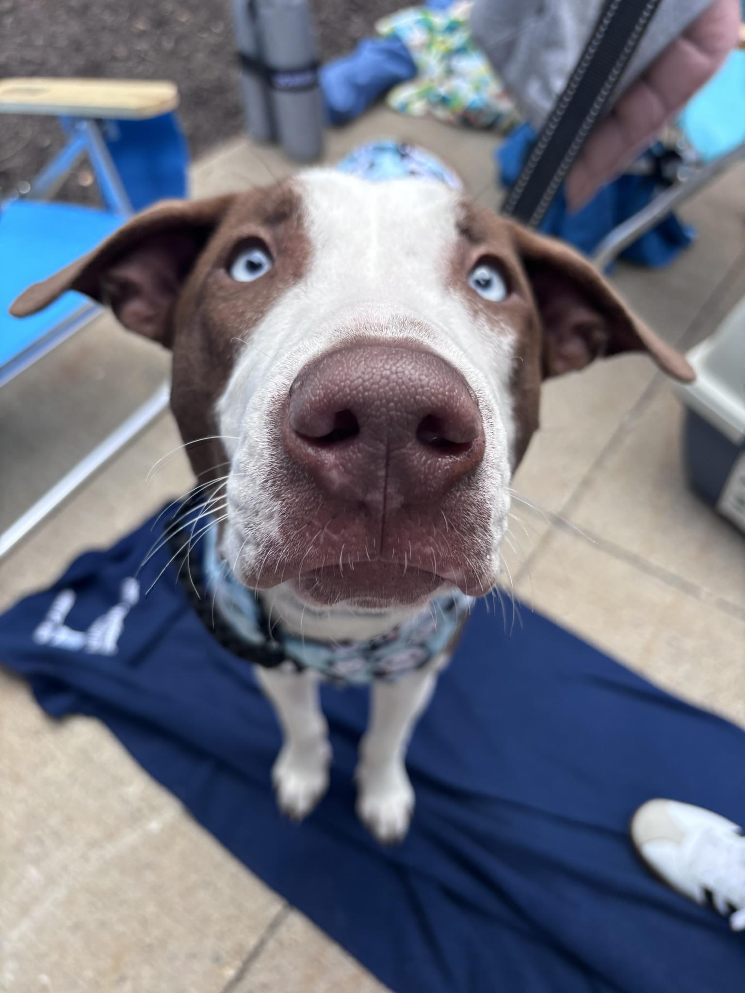 Enlarge Moomba, a Adoptable mixed breed in Pembroke, MA image 6/6