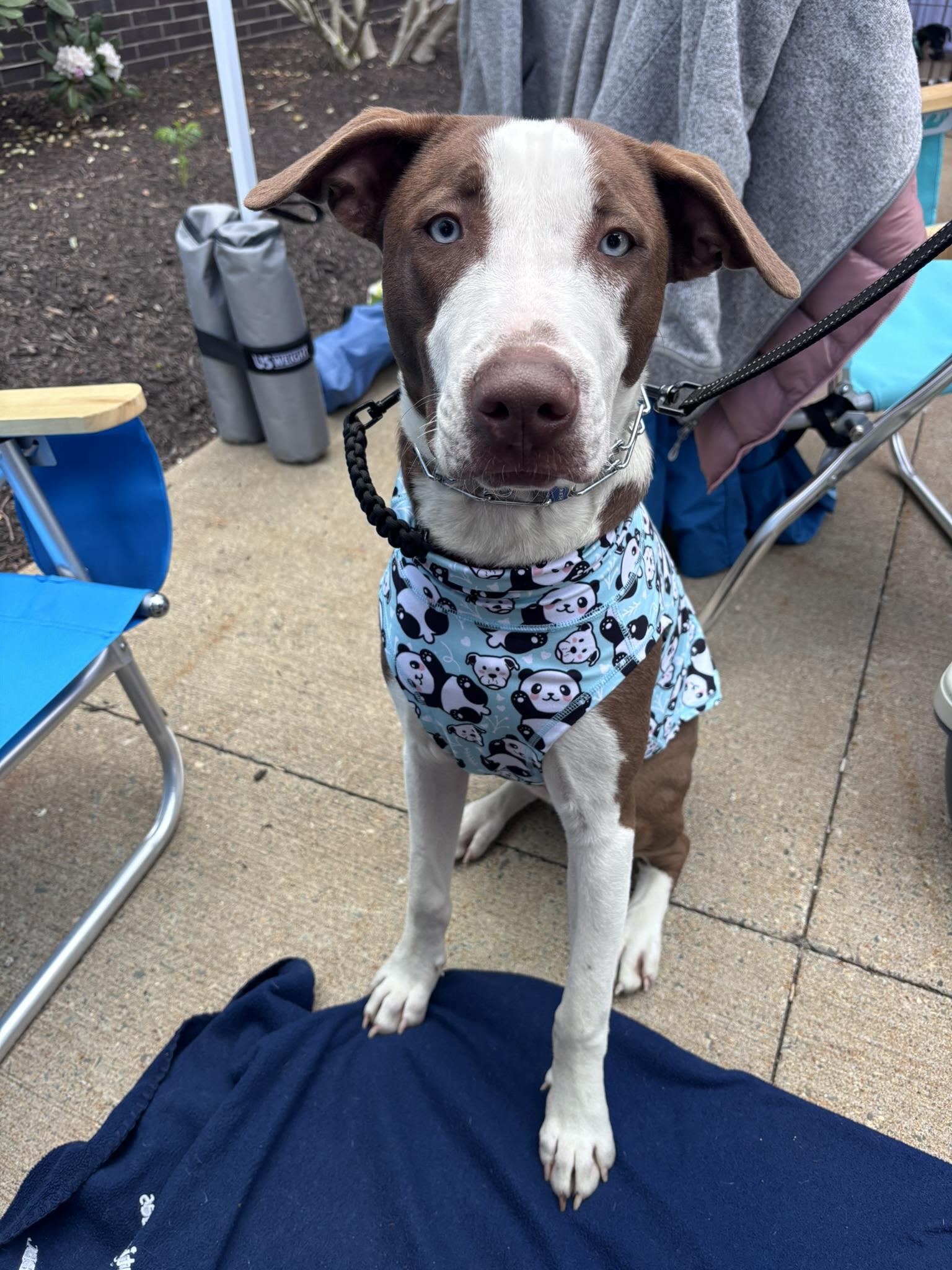 Enlarge Moomba, a Adoptable mixed breed in Pembroke, MA image 3/6