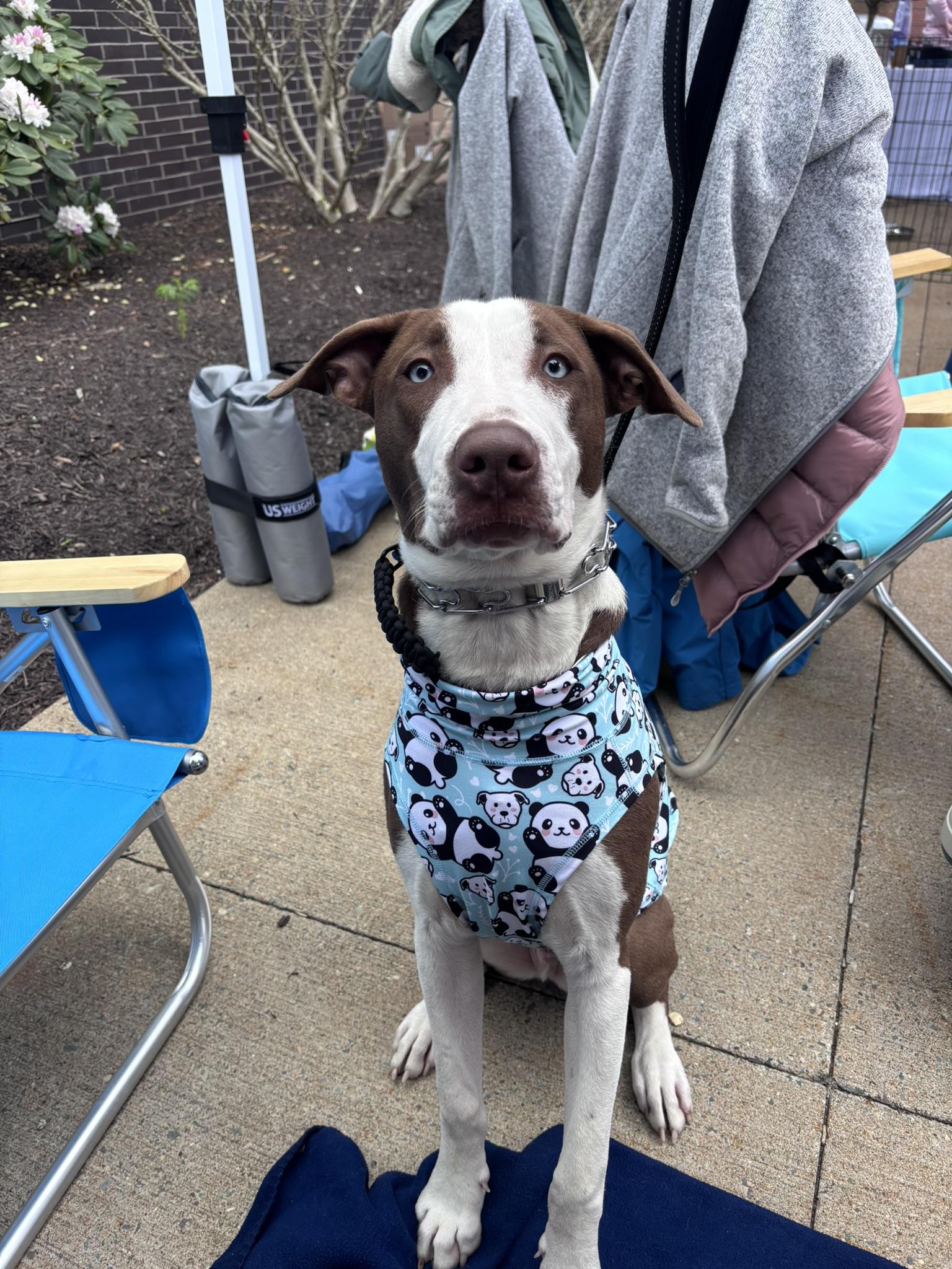Moomba, Adoptable, Young Male Mixed Breed.